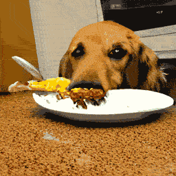 spongy dog eating hugebig rat